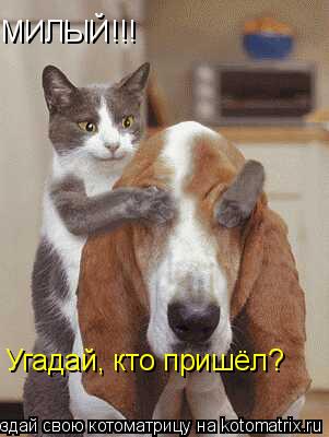 Котоматрица: МИЛЫЙ!!! Угадай, кто пришёл?