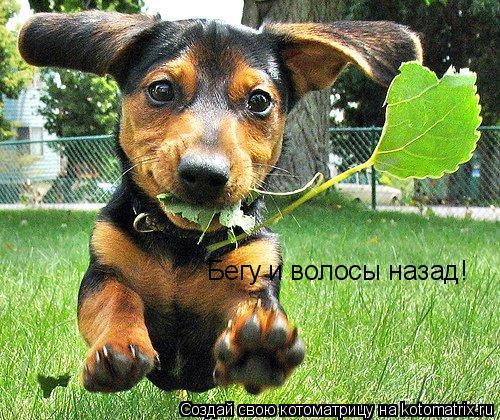 Котоматрица: Бегу и волосы назад!