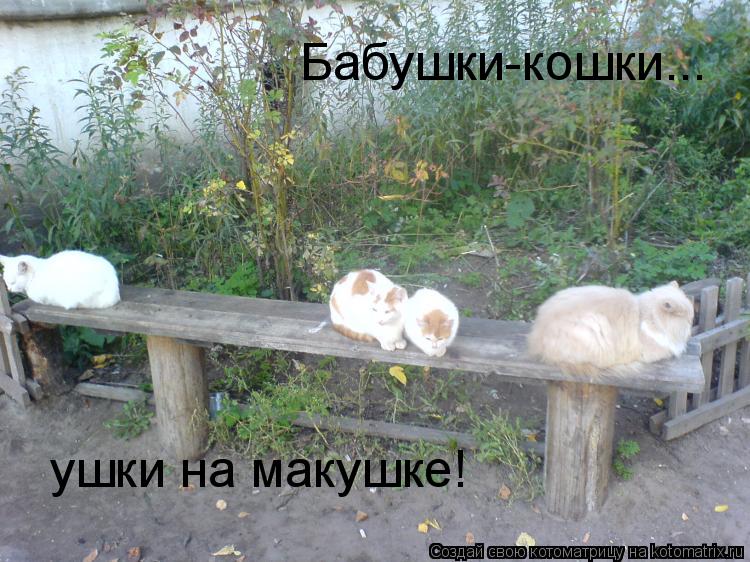 Бабушки-кошки... ушки на макушке!... Котоматрица: Бабушки-кошки... ушки на макушке!