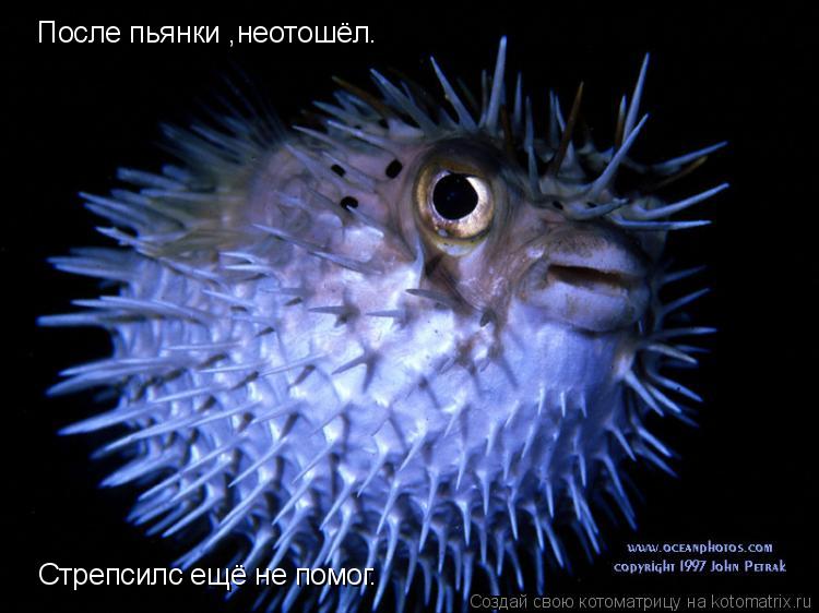 Котоматрица: После пьянки ,неотошёл.  Стрепсилс ещё не помог.