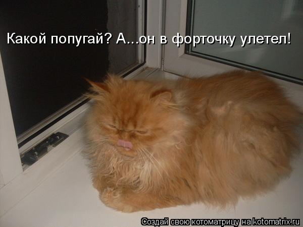 Какой попугай? А...он в форточку улетел!... Котоматрица: Какой попугай? А...он в форточку улетел!
