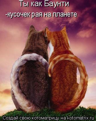 Котоматрица: Ты как Баунти -кусочек рая на планете