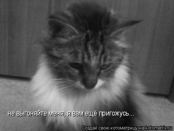 не выгоняйте меня, я вам ещё пригожусь...... Котоматрица: не выгоняйте меня, я вам ещё пригожусь...