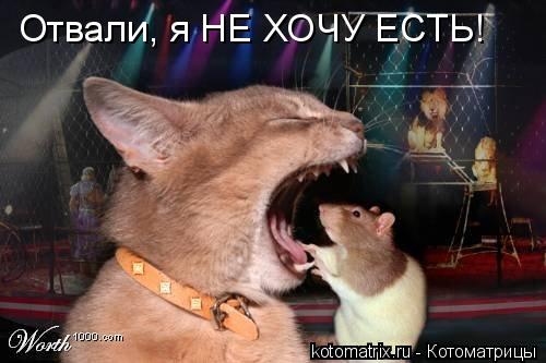 Отвали, я НЕ ХОЧУ ЕСТЬ!... Котоматрица: Отвали, я НЕ ХОЧУ ЕСТЬ!