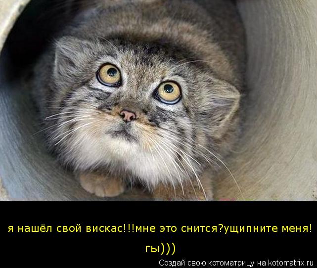 Котоматрица: я нашёл свой вискас!!!мне это снится?ущипните меня! гы)))