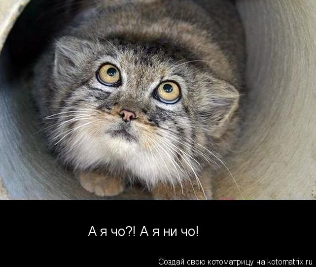 Котоматрица: А я чо?! А я ни чо!