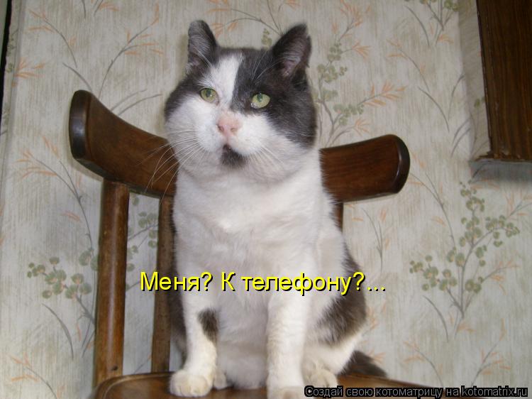 Меня? К телефону?...... Котоматрица: Меня? К телефону?...