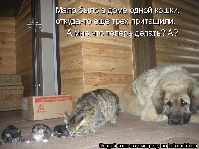 Котоматрица: Мало было в доме одной кошки, откуда-то еще трех притащили. А мне что теперь делать? А?