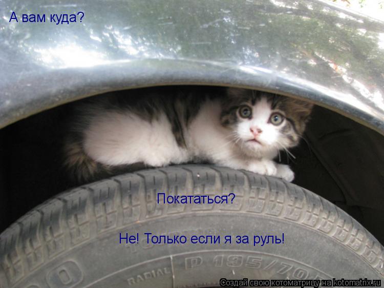 Котоматрица: А вам куда? Покататься? Не! Только если я за руль!