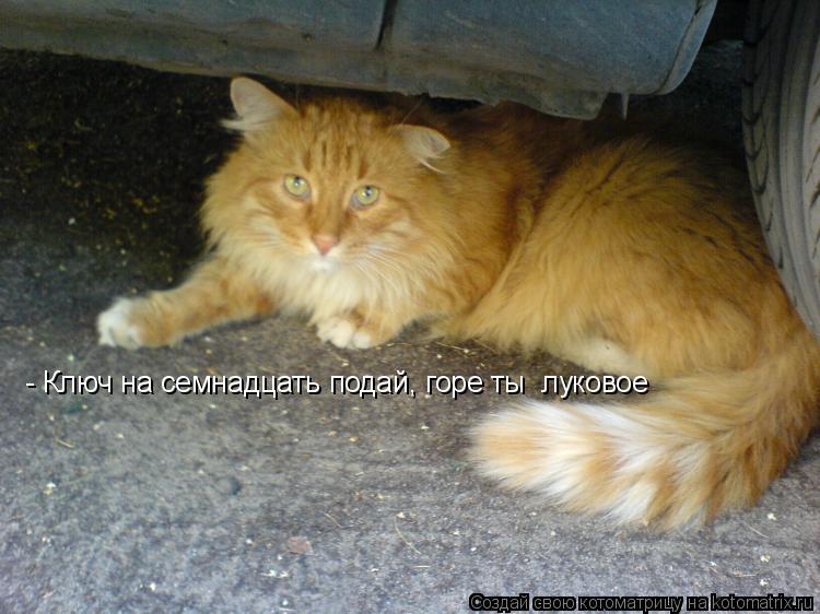 - Ключ на семнадцать подай, горе ты луковое... Котоматрица: - Ключ на семнадцать подай, горе ты луковое