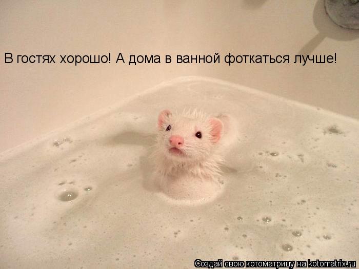 Котоматрица: В гостях хорошо! А дома в ванной фоткаться лучше!