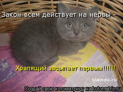 Котоматрица: Закон всем действует на нервы -  Храпящий засыпает первым!!!!!!