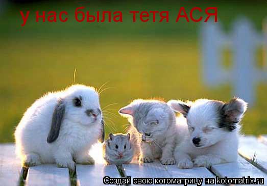 Котоматрица: у нас была тетя АСЯ