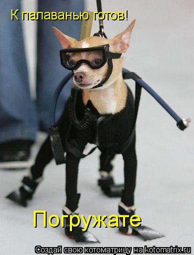 Котоматрица: К палаванью готов! Погружате