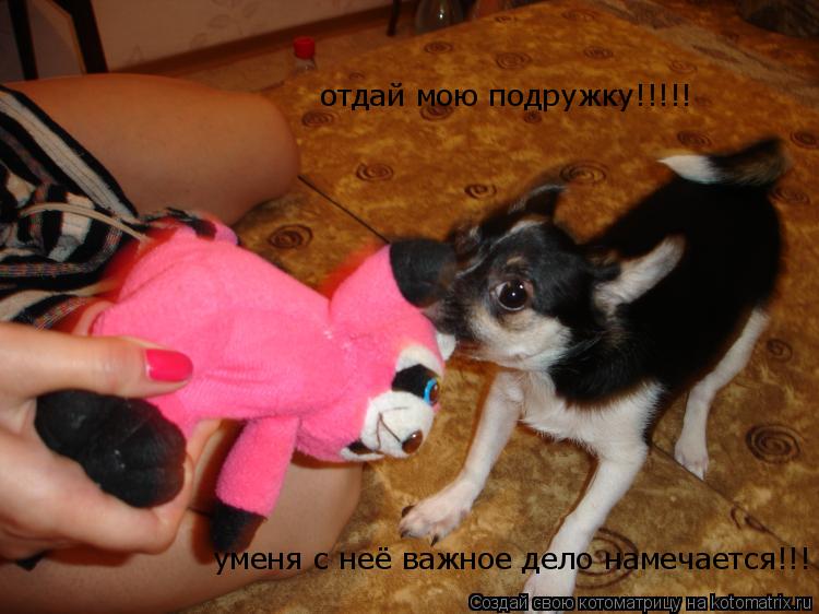 отдай мою подружку!!!!! уменя с неё важное дело намечается!!!... Котоматрица: отдай мою подружку!!!!! уменя с неё важное дело намечается!!!
