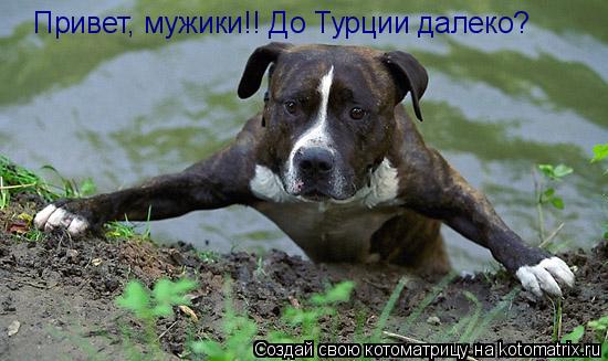 Котоматрица: Привет, мужики!! До Турции далеко?
