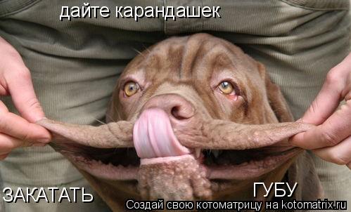 Котоматрица: дайте карандашек ЗАКАТАТЬ                         ГУБУ