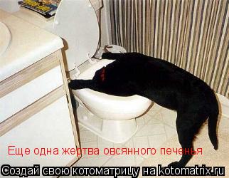Котоматрица: Еще одна жертва овсянного печенья