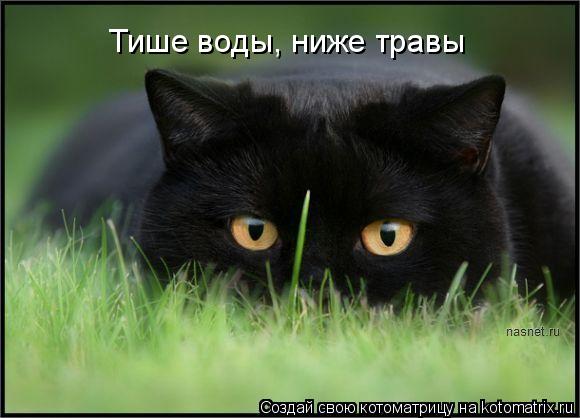 Котоматрица: Тише воды, ниже травы