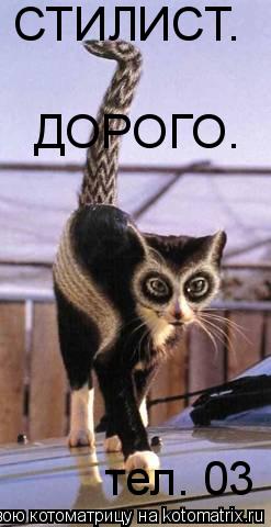 ДОРОГО. СТИЛИСТ. тел. 03... Котоматрица: ДОРОГО. СТИЛИСТ. тел. 03