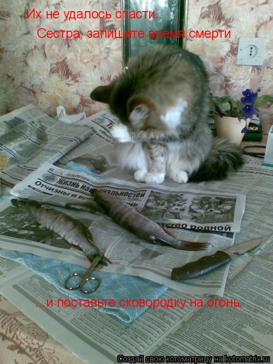 Котоматрица: Их не удалось спасти. Сестра, запишите время смерти ...и поставьте сковородку на огонь.