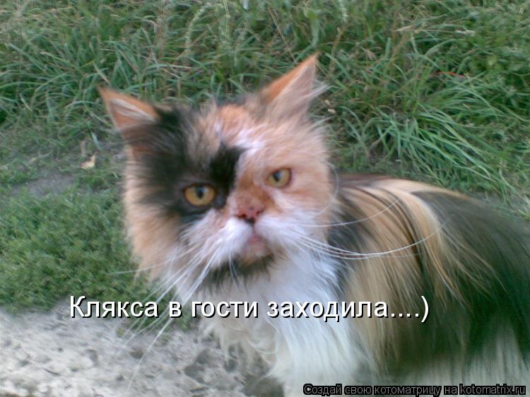 Котоматрица: Клякса в гости заходила....)