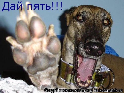 Котоматрица: Дай пять!!!