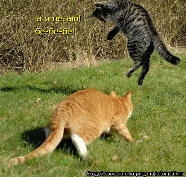 Котоматрица: а я летаю! бе-бе-бе!