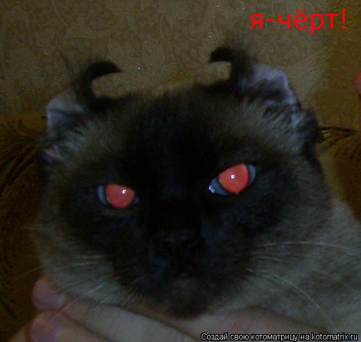 Котоматрица: я-чёрт!