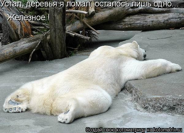 Котоматрица: Устал, деревья я ломал, осталось лишь одно... Железное.!