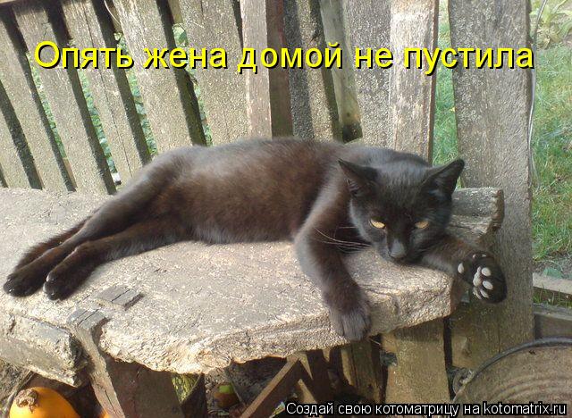 Опять жена домой не пустила... Котоматрица: Опять жена домой не пустила
