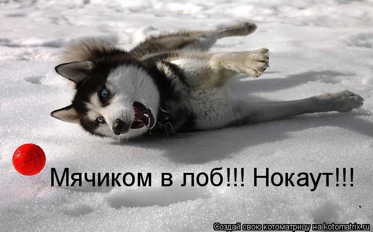 Мячиком в лоб!!! Нокаут!!!... Котоматрица: Мячиком в лоб!!! Нокаут!!!