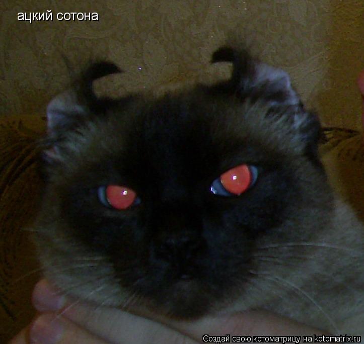Котоматрица: ацкий сотона