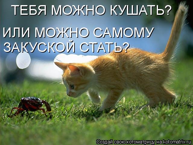 Котоматрица: ТЕБЯ МОЖНО КУШАТЬ? ИЛИ МОЖНО САМОМУ  ЗАКУСКОЙ СТАТЬ?