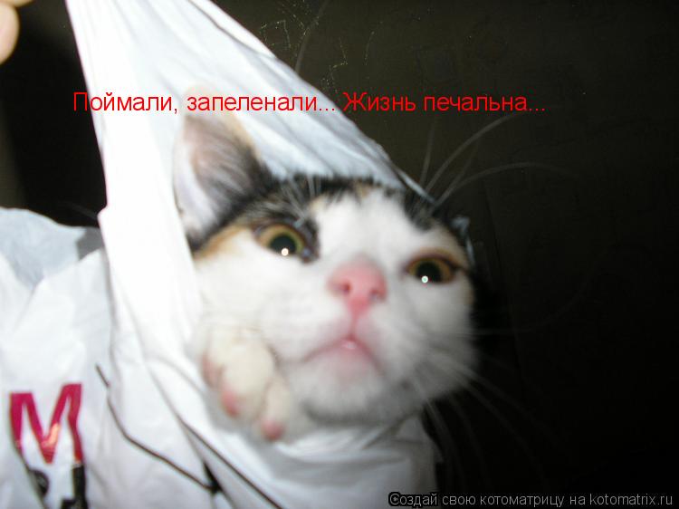 Котоматрица: Поймали, запеленали... Жизнь печальна...