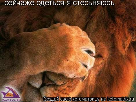 Котоматрица: сейчаже одеться я стесьняюсь