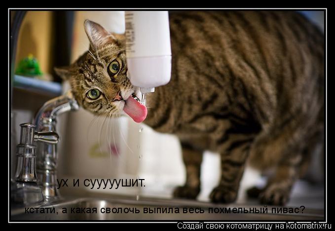 Котоматрица: ух и сууууушит.  кстати, а какая сволочь выпила весь похмельный пивас?