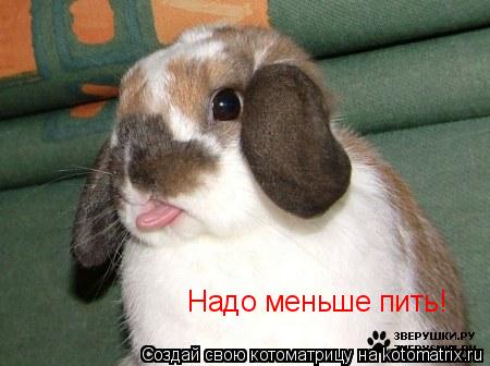 Котоматрица: Надо меньше пить!