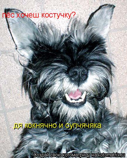 Котоматрица: пёс хочеш костучку? дя кокнячно и супчячяка