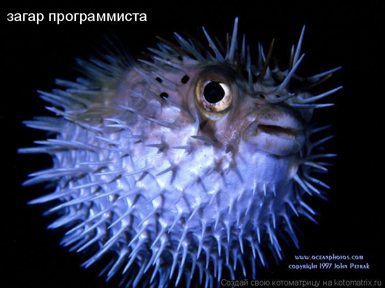 Котоматрица: загар программиста