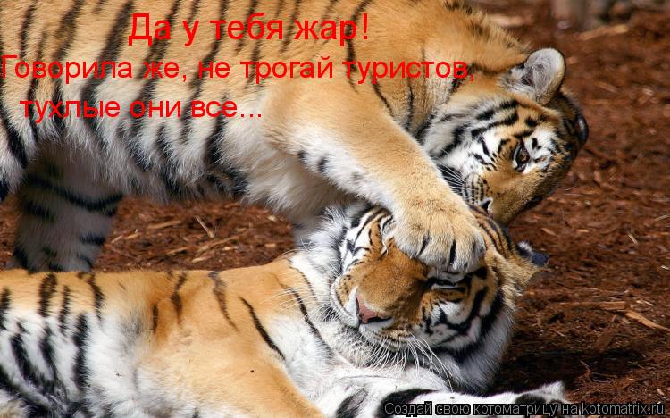 Котоматрица: Да у тебя жар! Говорила же, не трогай туристов,  тухлые они все...