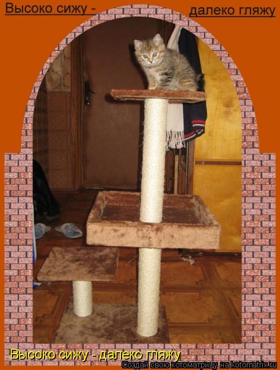 Котоматрица: Высоко сижу - далеко гляжу