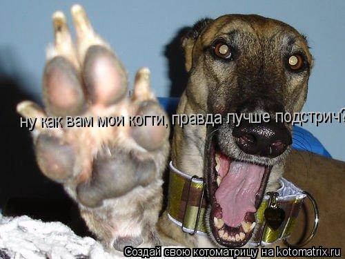 Котоматрица: ну как вам мои когти, правда лучше подстрич?