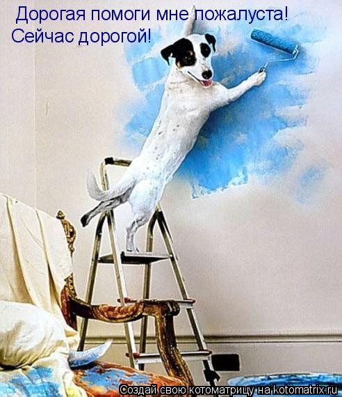 Котоматрица: Дорогая помоги мне пожалуста! Сейчас дорогой!