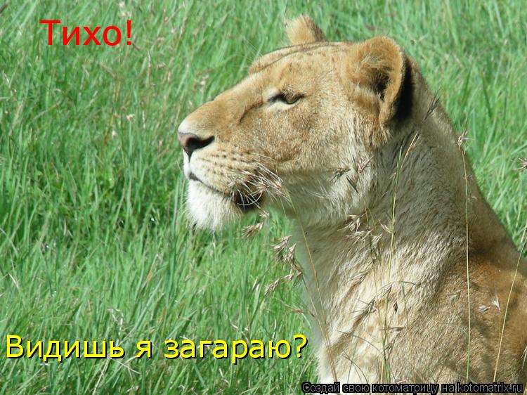 Котоматрица: Тихо! Видишь я загараю?