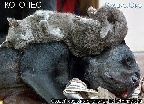 Котоматрица: КОТОПЕС