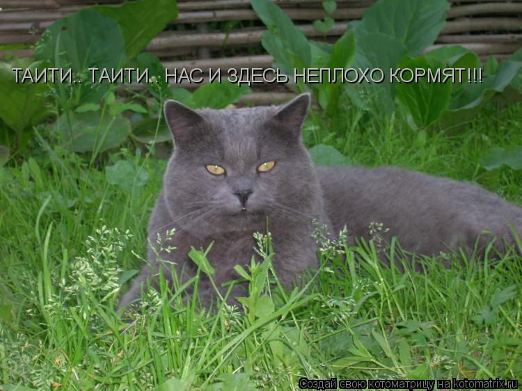Котоматрица: ТАИТИ.. ТАИТИ.. НАС И ЗДЕСЬ НЕПЛОХО КОРМЯТ!!!