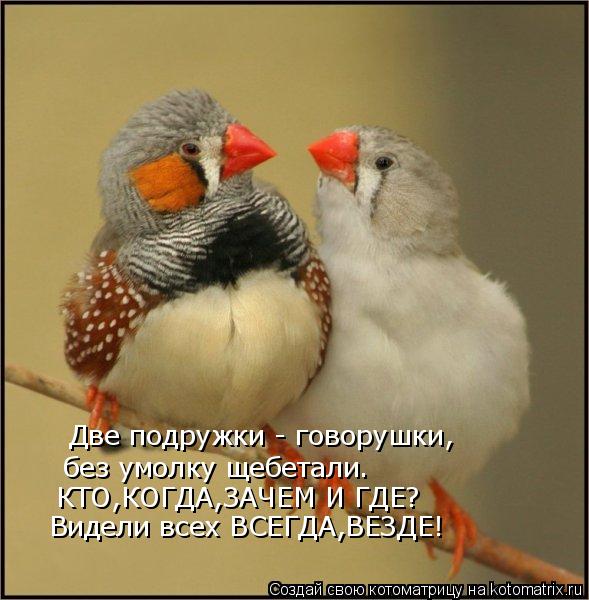 Две подружки - говорушки, без умолку щебетали. КТО,КОГДА,ЗАЧЕМ И ГДЕ? Видели всех ВСЕГДА,ВЕЗДЕ!... Котоматрица: Две подружки - говорушки, без умолку щебетали. КТО,КОГДА,ЗАЧЕМ И ГДЕ? Видели всех ВСЕГДА,ВЕЗДЕ!