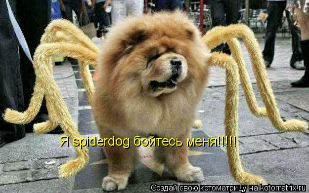 Котоматрица: Я spiderdog бойтесь меня!!!!!