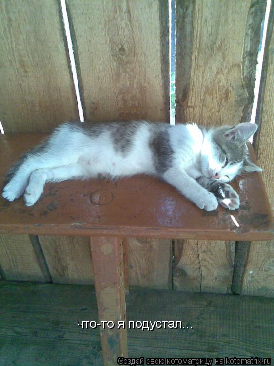 что-то я подустал...... Котоматрица: что-то я подустал...